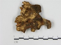 登錄號:F0005286藏品圖，第1張