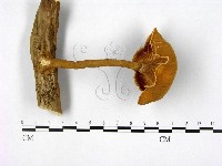 登錄號:F0005287藏品圖，第1張