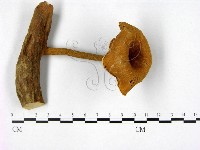 登錄號:F0005287藏品圖，第3張