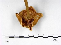 登錄號:F0005287藏品圖，第4張