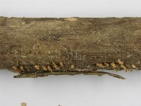 登錄號:F0005288藏品圖，第5張