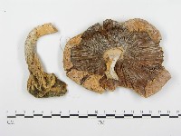 登錄號:F0005291藏品圖，第1張