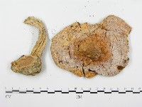 登錄號:F0005291藏品圖，第3張