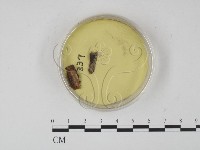 登錄號:F0005293藏品圖，第1張