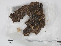 登錄號:F0005295藏品圖，第1張