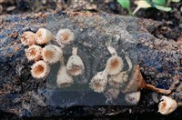 登錄號:F0005296藏品圖，第5張