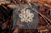 登錄號:F0005296藏品圖，第6張