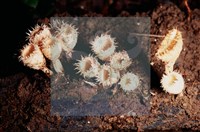 登錄號:F0005296藏品圖，第7張