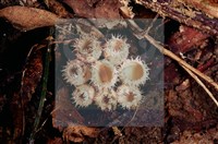 登錄號:F0005296藏品圖，第8張