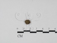 登錄號:F0005298藏品圖，第1張