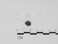 登錄號:F0005298藏品圖，第3張