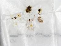 登錄號:F0005301藏品圖，第1張