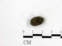 登錄號:F0005303藏品圖，第3張