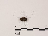 登錄號:F0005306藏品圖，第1張