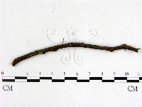 登錄號:F0005307藏品圖，第1張