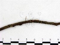 登錄號:F0005307藏品圖，第3張