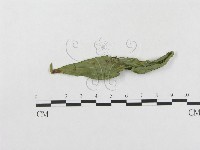 柄銹菌屬藏品圖，第3張