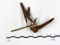 登錄號:F0005310藏品圖，第1張