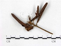 登錄號:F0005310藏品圖，第3張