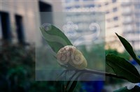 登錄號:F0005310藏品圖，第5張