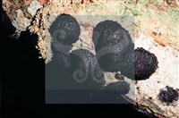 登錄號:F0005312藏品圖，第3張