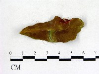 登錄號:F0005314藏品圖，第1張