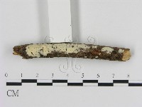 登錄號:F0005317藏品圖，第1張