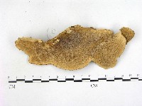 登錄號:F0005334藏品圖，第1張