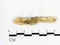 登錄號:F0005335藏品圖，第1張