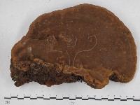 登錄號:F0005337藏品圖，第1張