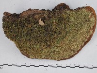 登錄號:F0005337藏品圖，第3張