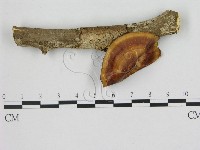 登錄號:F0005339藏品圖，第1張