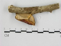 登錄號:F0005339藏品圖，第3張