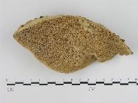 登錄號:F0005340藏品圖，第1張