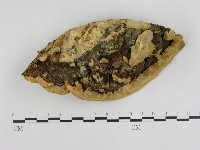 登錄號:F0005340藏品圖，第3張
