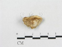 登錄號:F0005341藏品圖，第1張