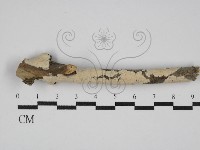 登錄號:F0005344藏品圖，第1張