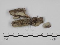 登錄號:F0005346藏品圖，第1張