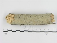 刺皮菌屬藏品圖，第1張