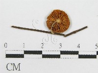 登錄號:F0005354藏品圖，第3張