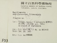 栓菌屬藏品圖，第2張