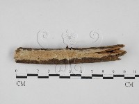 登錄號:F0005361藏品圖，第1張