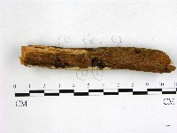 登錄號:F0005361藏品圖，第3張