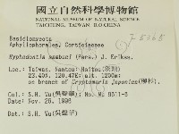 冇骨消絲齒菌藏品圖，第2張