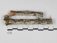 冇骨消絲齒菌藏品圖，第1張