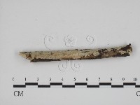 登錄號:F0005372藏品圖，第3張