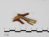 登錄號:F0005374藏品圖，第1張