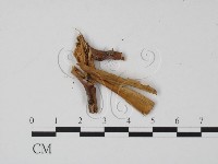 登錄號:F0005374藏品圖，第3張