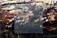 登錄號:F0005376藏品圖，第3張