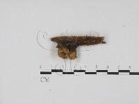 登錄號:F0005377藏品圖，第1張